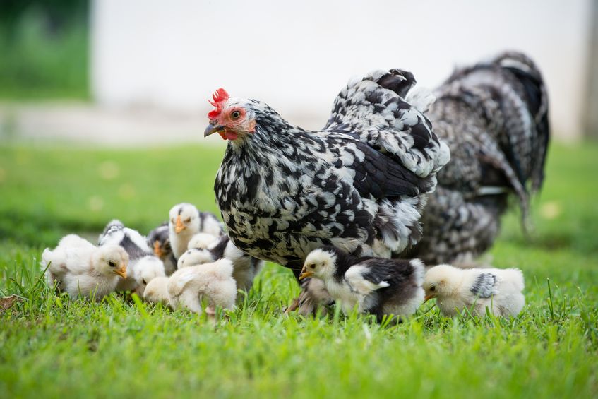 10 Consejos importantes si tienes gallinas